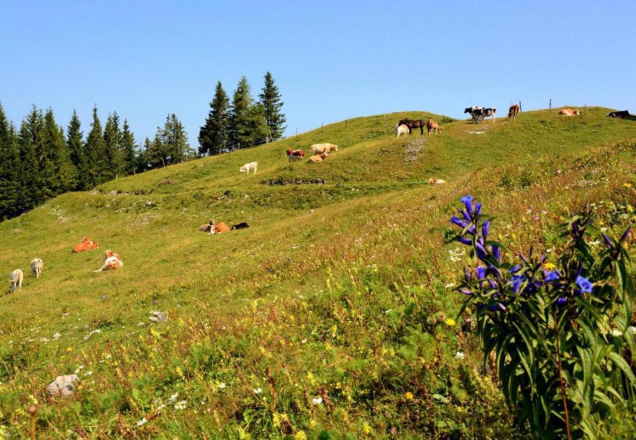 Camping Naturplac Na Skali Ljubno Esterno foto